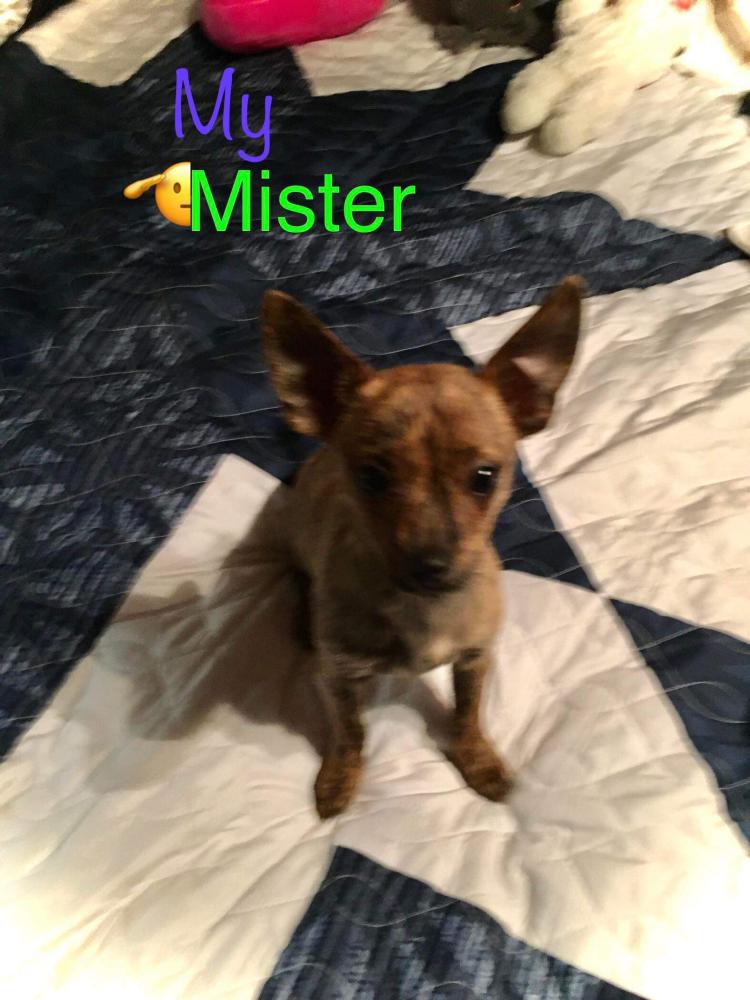 Image of Mister, Lost Dog
