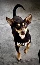 Image of Maxy, Lost Dog