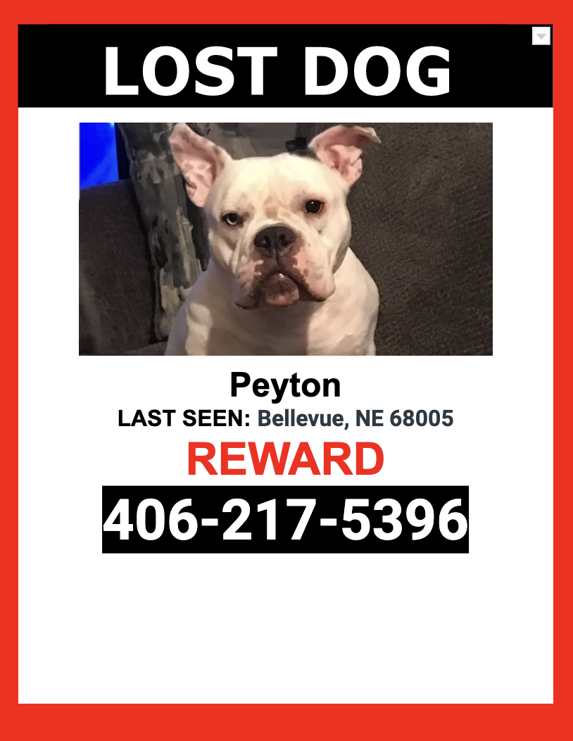 Image of Peyton, Lost Dog