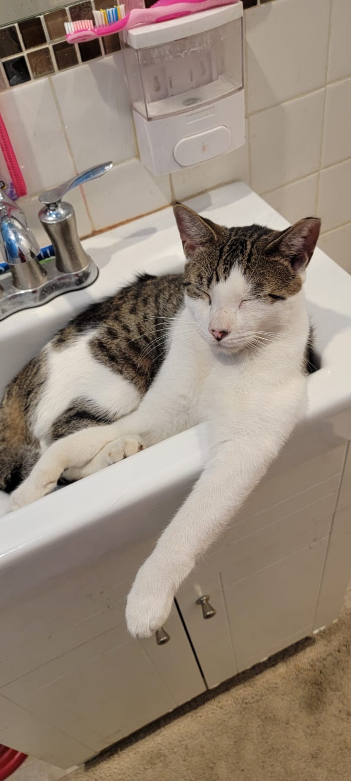 Image of Snoopy, Lost Cat