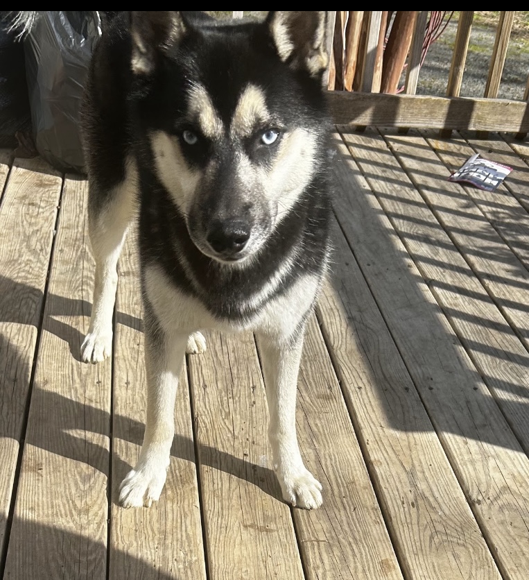 Image of Ares, Lost Dog