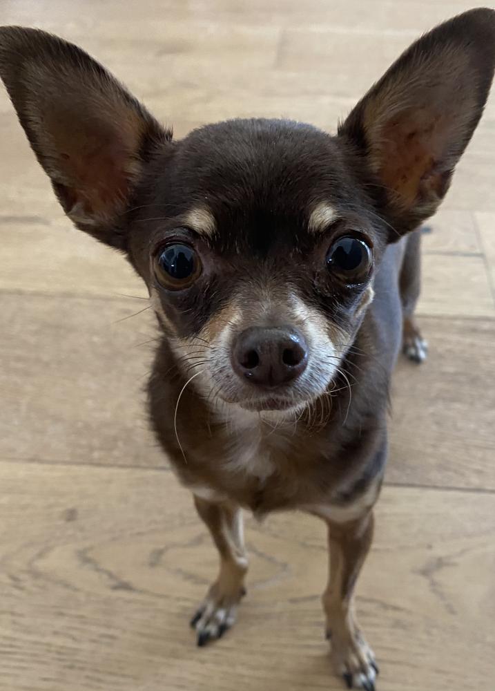 Image of Chihuahua, Found Dog