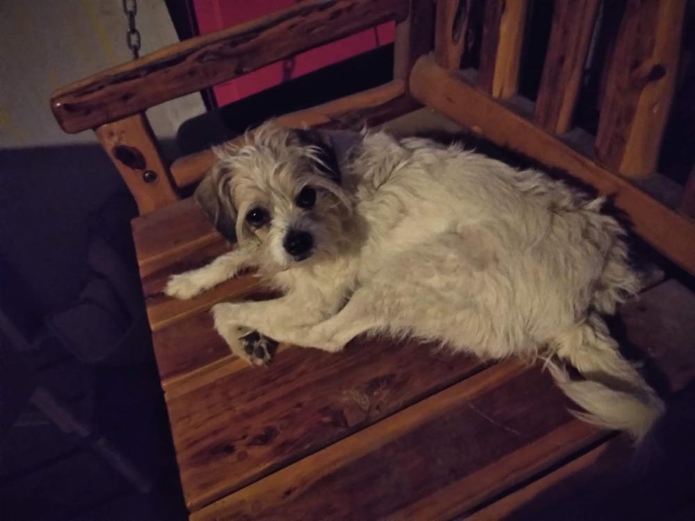 Image of Obie, Lost Dog