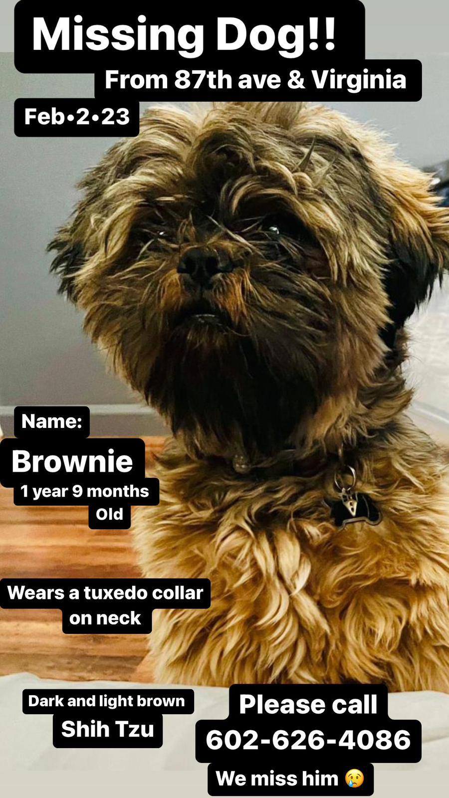 Image of Brownie, Lost Dog