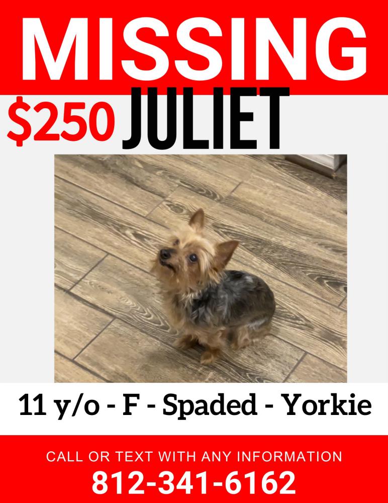 Image of Juliett, Lost Dog