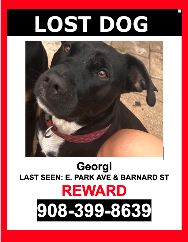 Image of GEORGI, Lost Dog