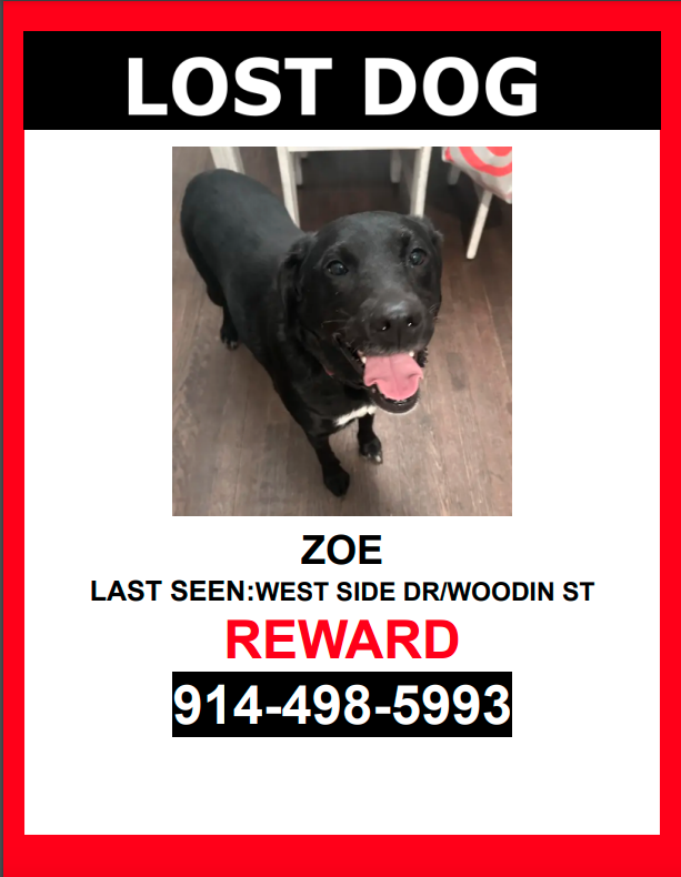 Image of zoe, Lost Dog