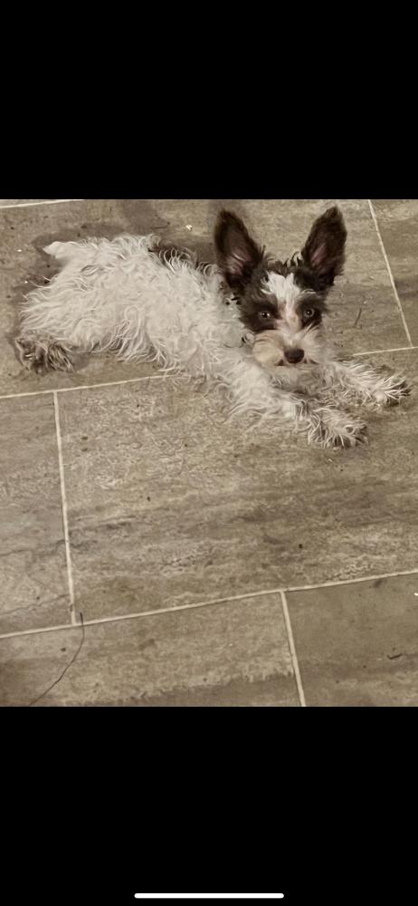 Image of GIZMO, Lost Dog