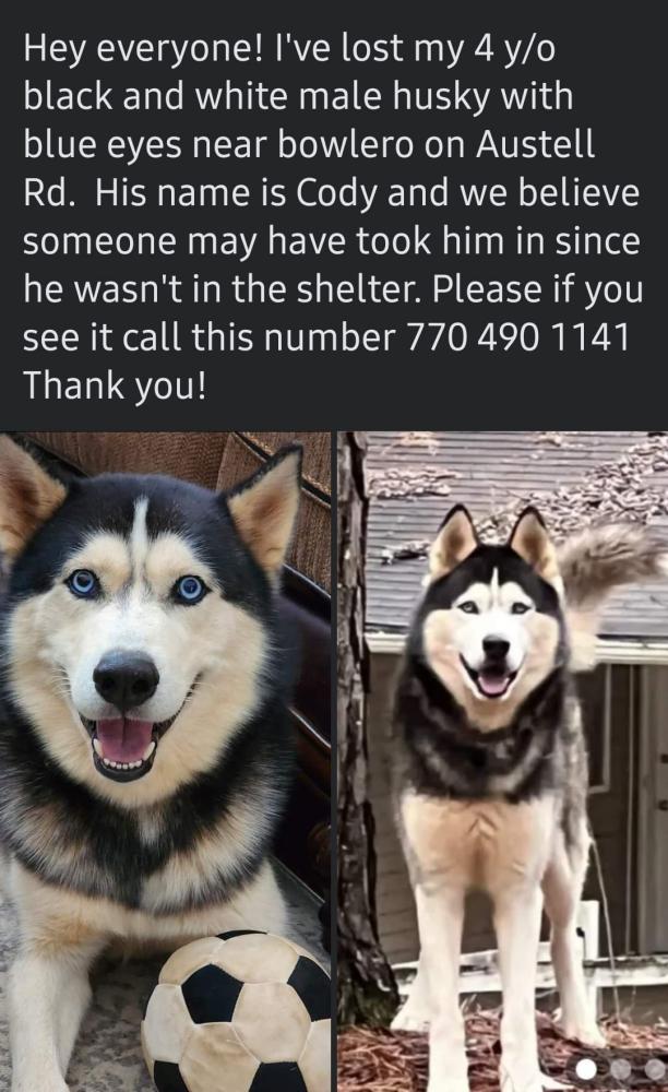 Image of Cody, Lost Dog