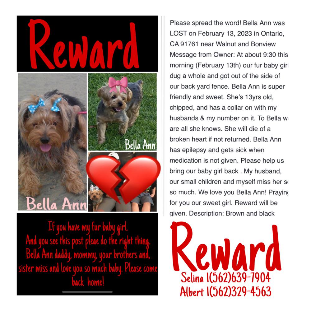 Image of Bella Ann, Lost Dog