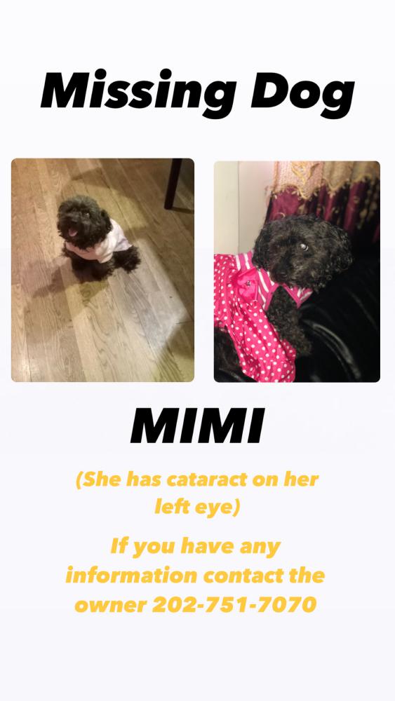 Image of Mimi Cruz, Lost Dog