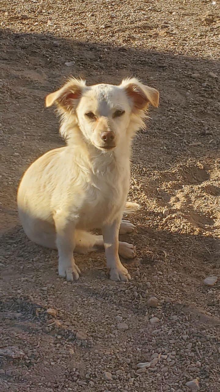 Image of Meimei, Lost Dog