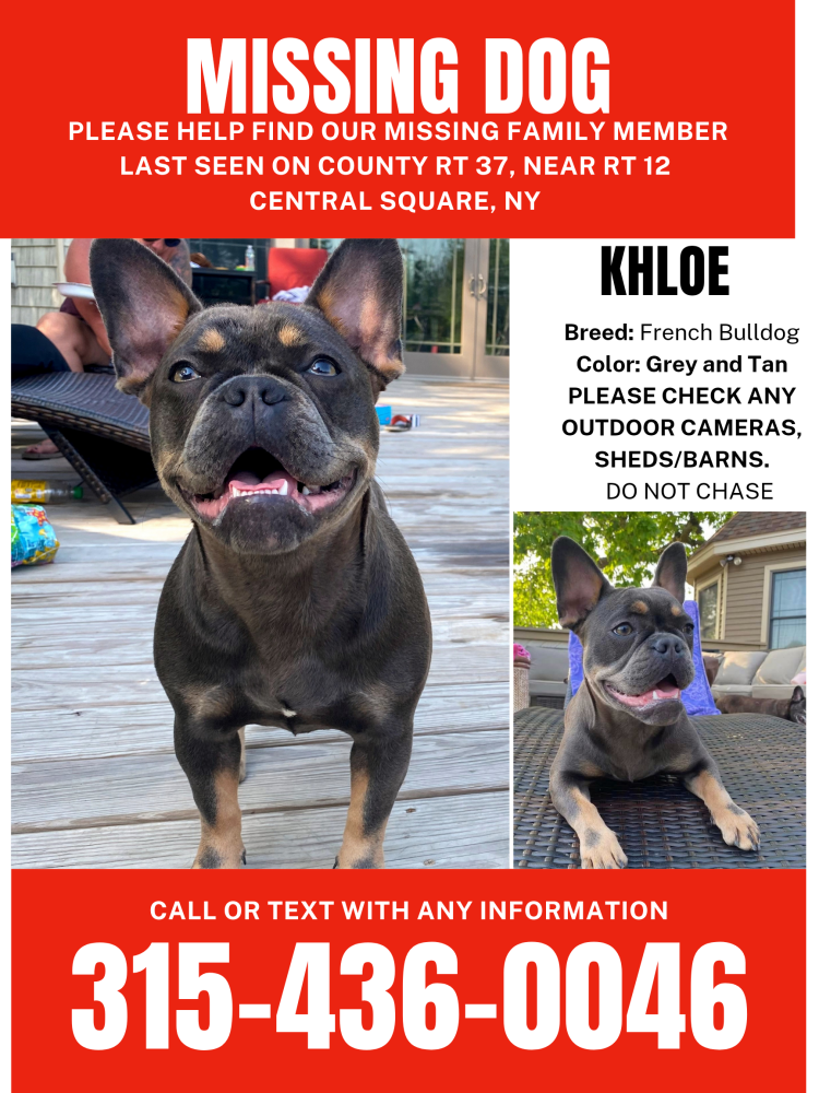 Image of Khloe, Lost Dog