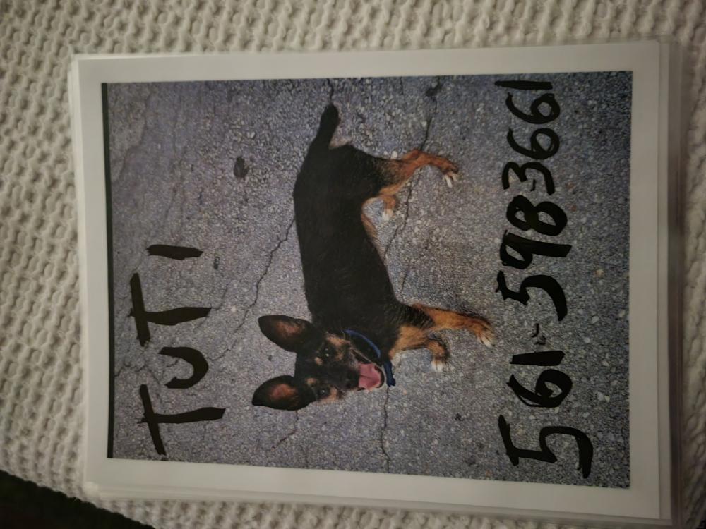 Image of TUTI, Lost Dog