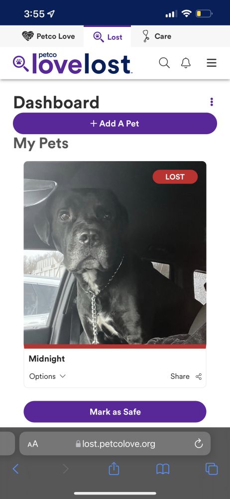 Image of Midnight, Lost Dog