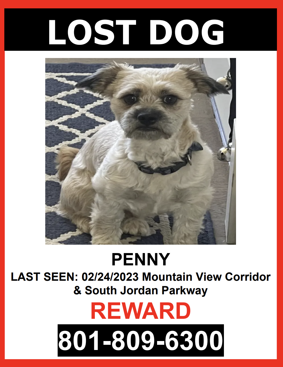 Image of PENNY, Lost Dog