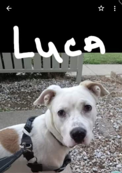 Image of Luca (Grand Puppy), Lost Dog