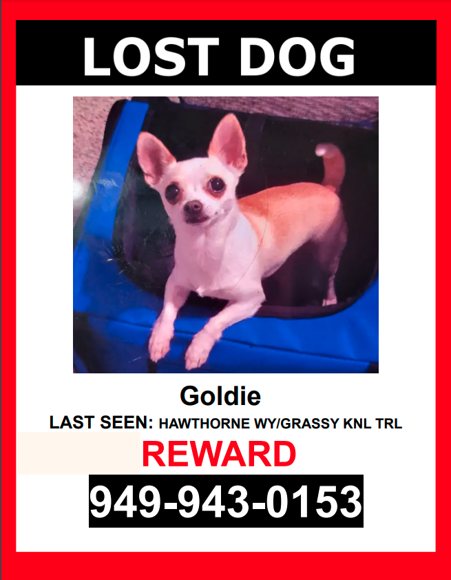 Image of Goldie, Lost Dog