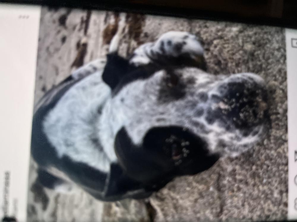 Image of Duque, Lost Dog