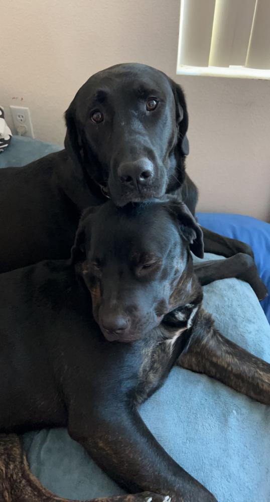 Image of Athena and odin, Lost Dog