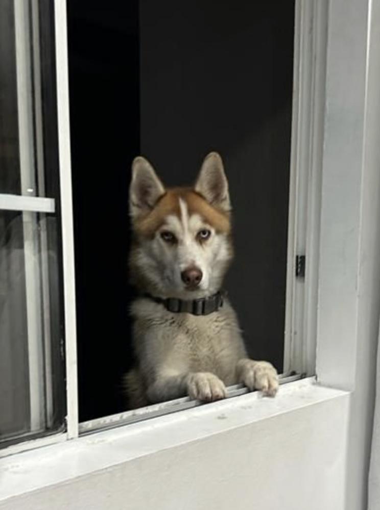 Image of Alfa, Lost Dog