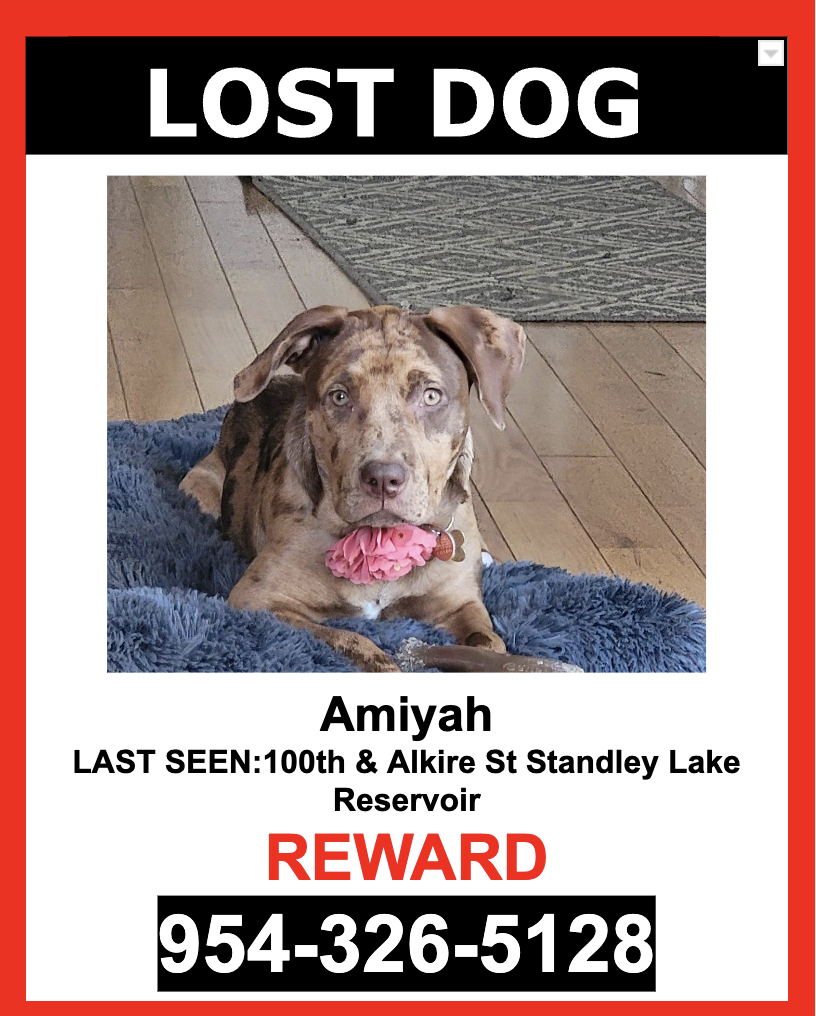 Image of Amiyah, Lost Dog