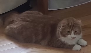 Image of Vasya, Lost Cat