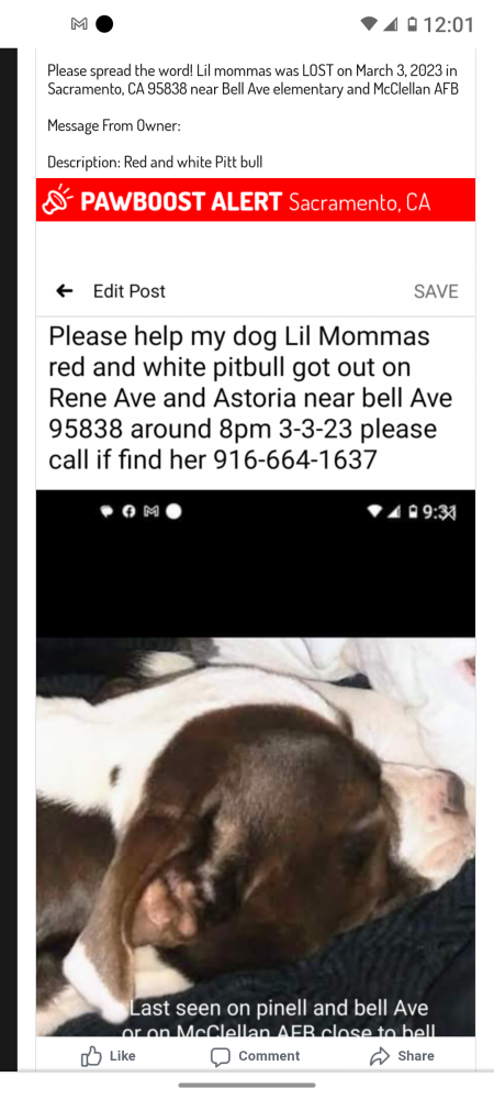 Image of Lil Mommas, Lost Dog