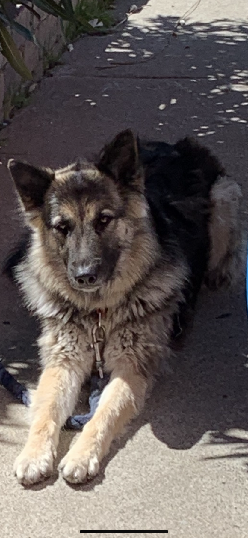 Image of Chábela, Lost Dog