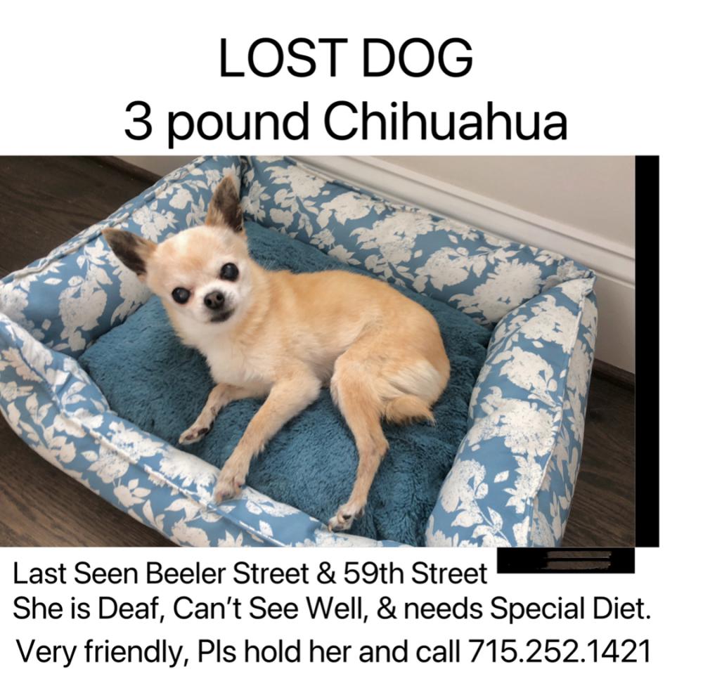 Image of Yellow, Lost Dog