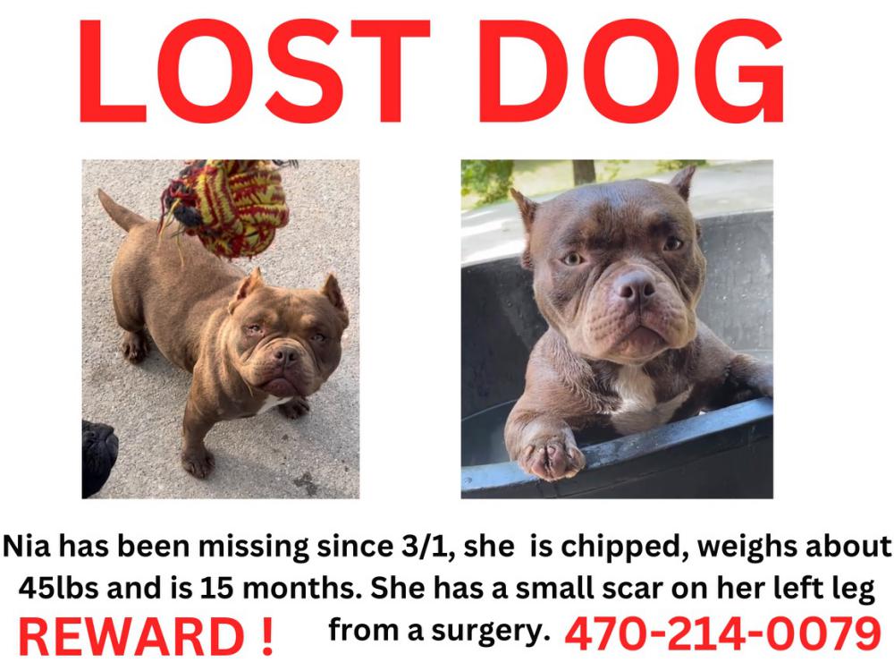 Image of Nia, Lost Dog