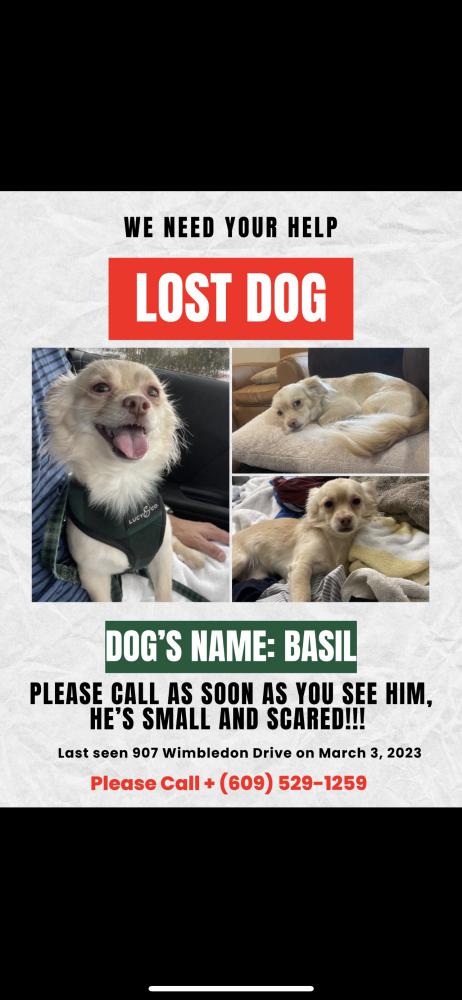 Image of Basil, Lost Dog