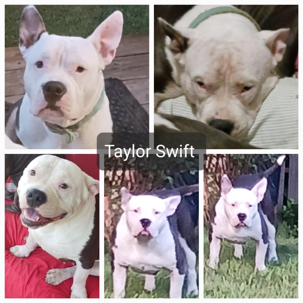 Image of Taylor, Lost Dog