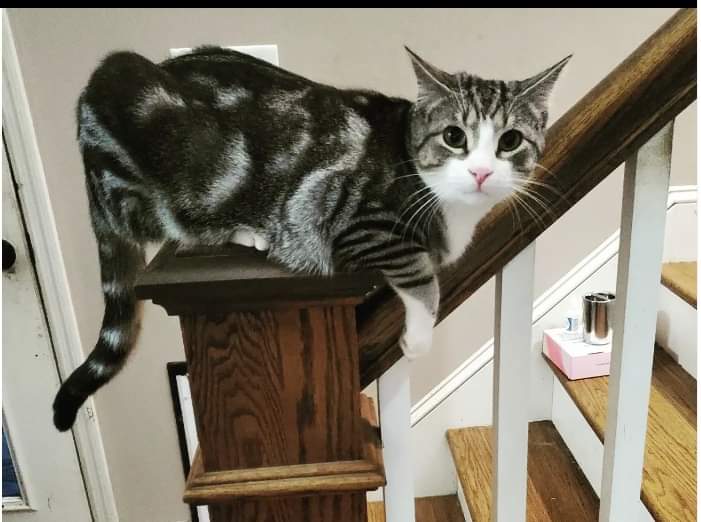 Image of Monty, Lost Cat