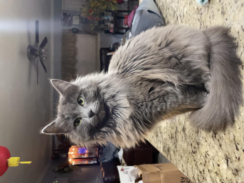 Image of Gray Cottonball, Lost Cat