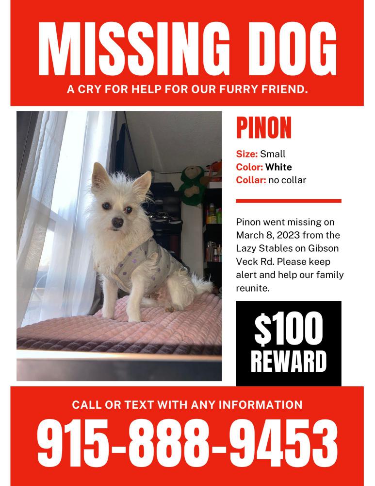 Image of Piñon, Lost Dog