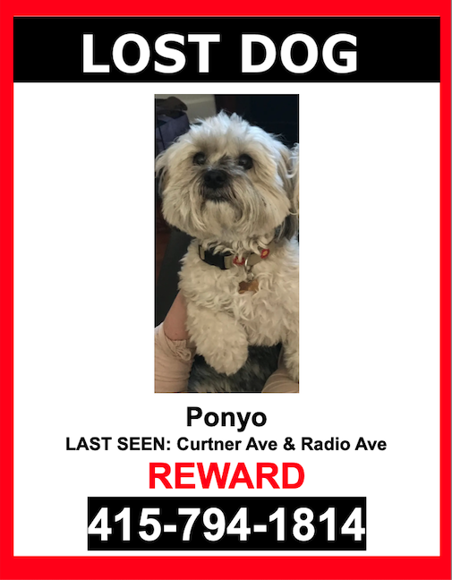 Image of Ponyo, Lost Dog