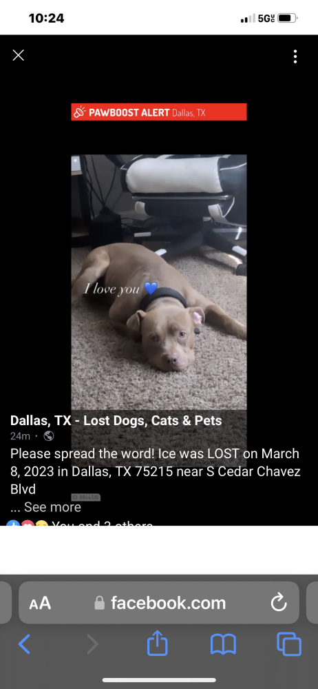 Image of Ice, Lost Dog