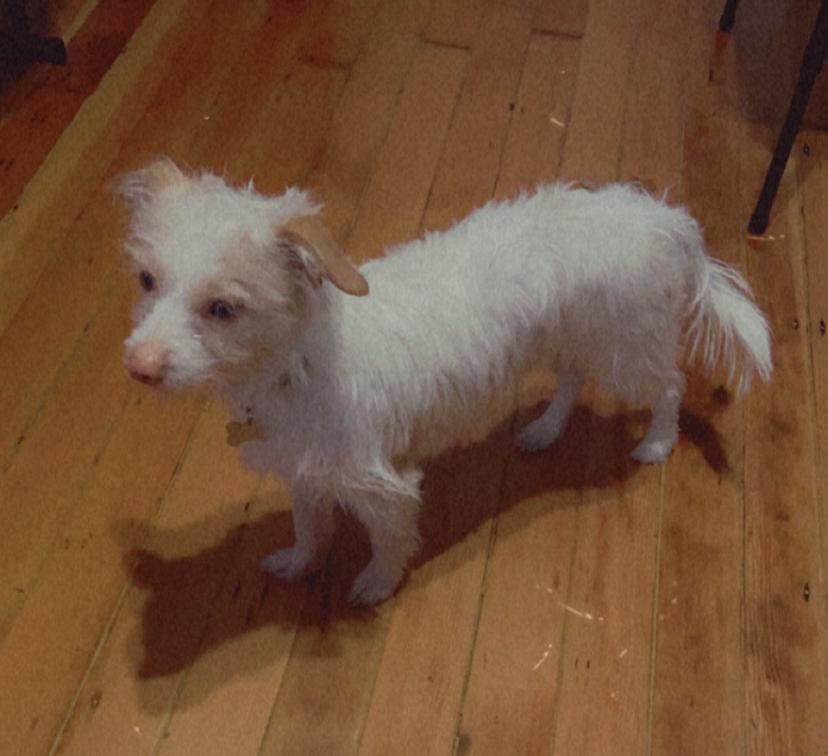 Image of Osito, Lost Dog