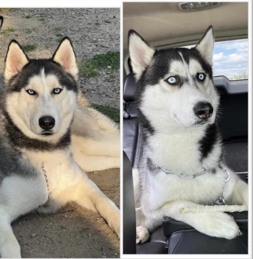 Image of Shiloh & Wolf, Lost Dog
