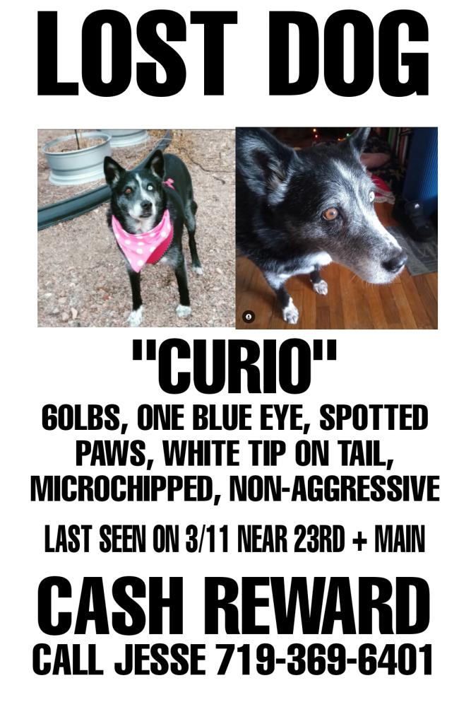 Image of CURIO, Lost Dog