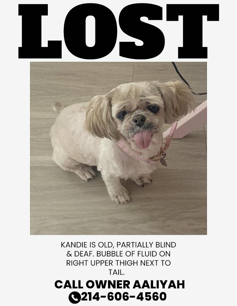 Image of Kandie, Lost Dog