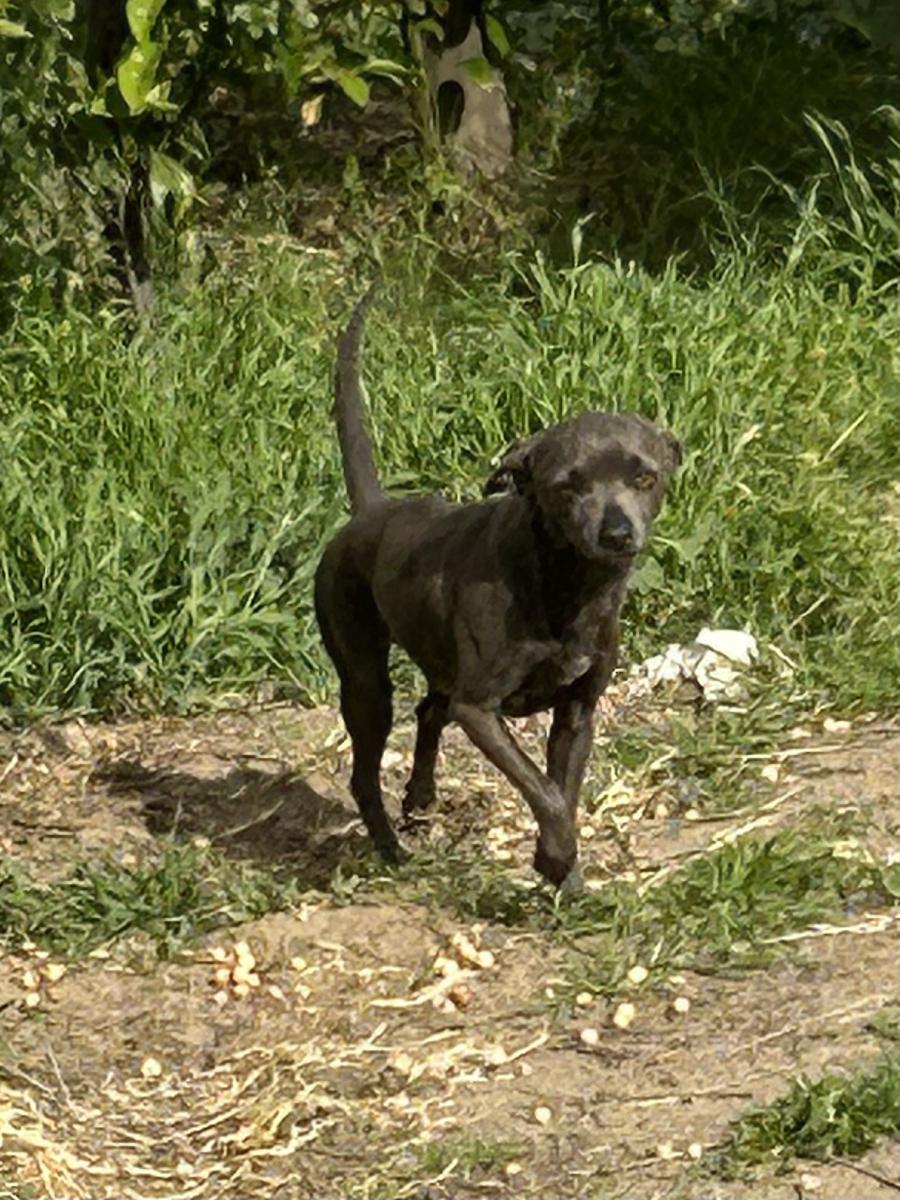 Image of Flaca, Lost Dog