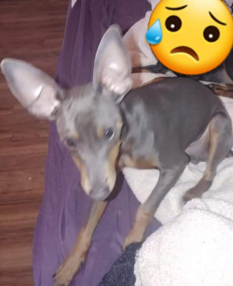 Image of Ices, Lost Dog