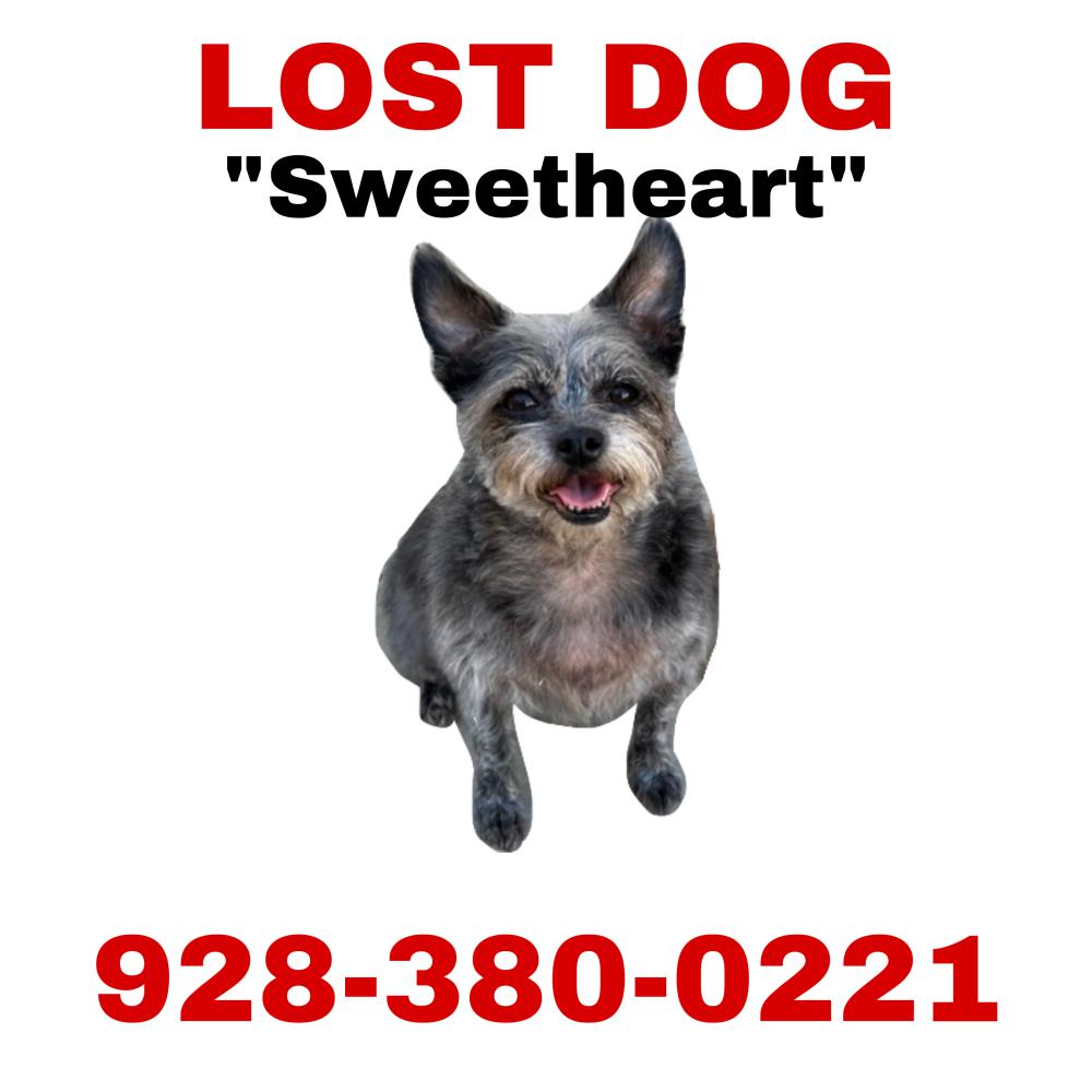 Image of Sweetheart, Lost Dog