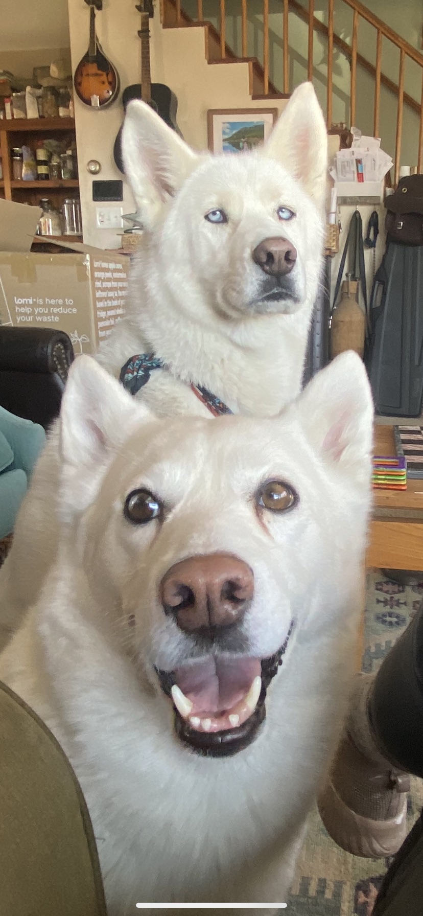 Image of Lovah and Ollie, Lost Dog