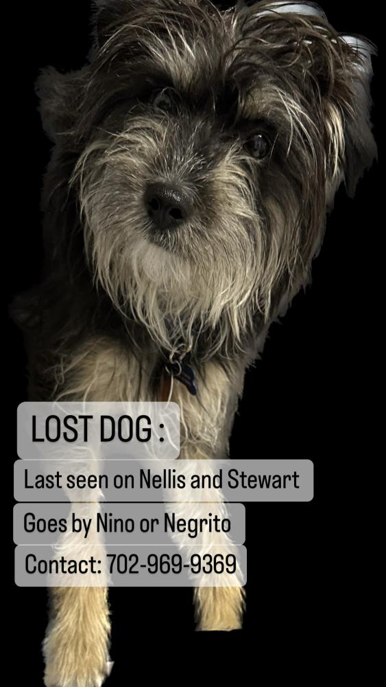 Image of Niño, Lost Dog