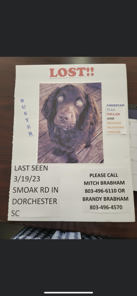 Image of buster, Lost Dog