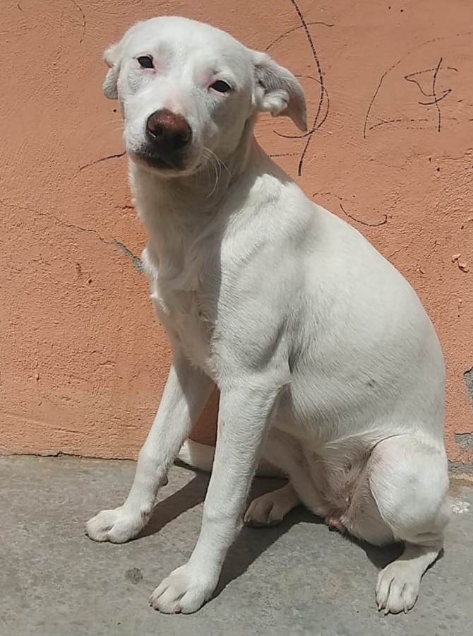 Image of Horchata, Lost Dog