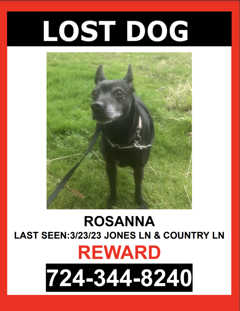 Image of ROSANNA, Lost Dog